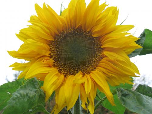 sunflower 'titan' 