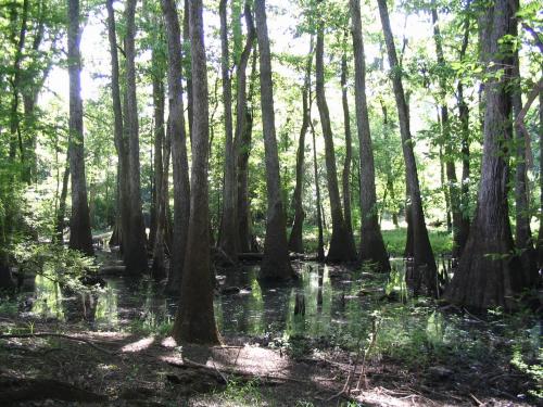 Moody Forest - Bald Cypress
