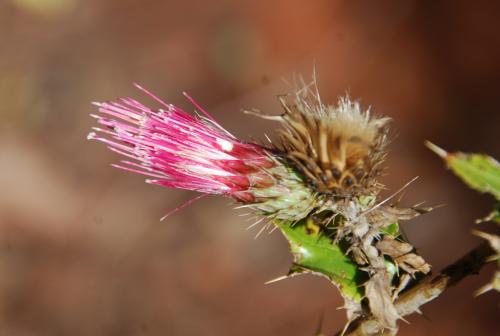 Red thistle