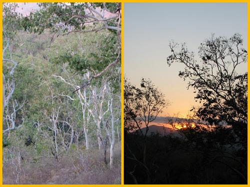 Bushland during dry season and Sunrise