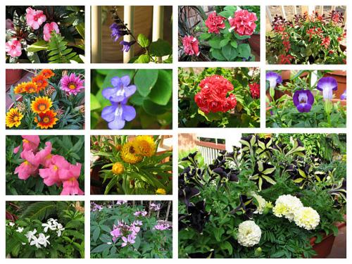 Mid-Spring Blooms In The Courtyard Garden