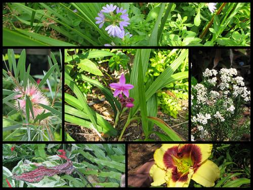 Mid-Spring Blooms In The Tiered Garden Beds