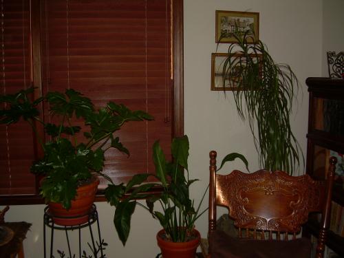 Dracena, Peace Lily, and Philodendron