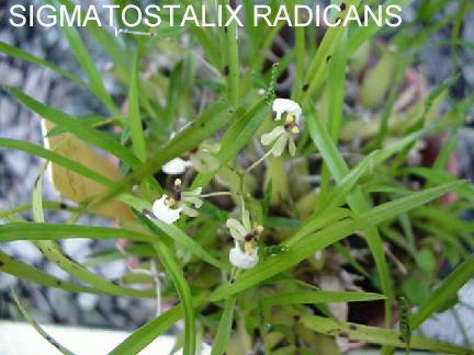 Sigmatostalix radicans