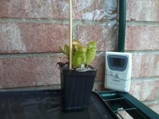 Pitcher plant (Sarracenia Purpurea)