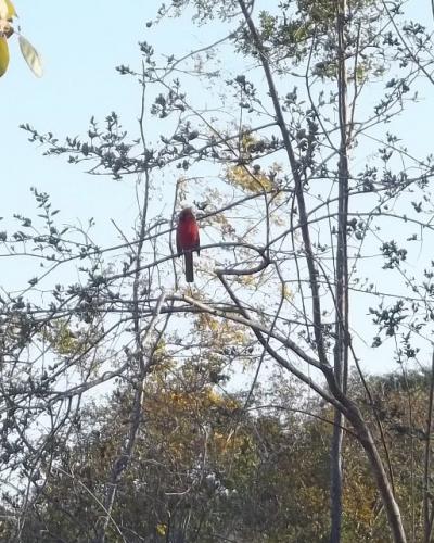 cardinal  waiting for water