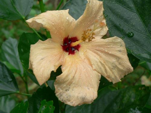 Here is the Hibiscus in bloom this summer (2011)