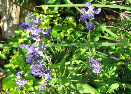 Salvia farinacea 'Victoria Blue'