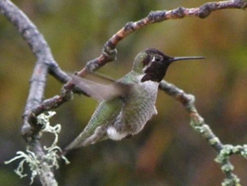 Anna;s Hummingbird