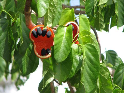 Sterculia quadrifida or Peanut Tree fruit