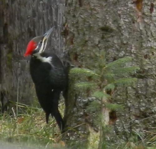 Such neat woodpeckers.