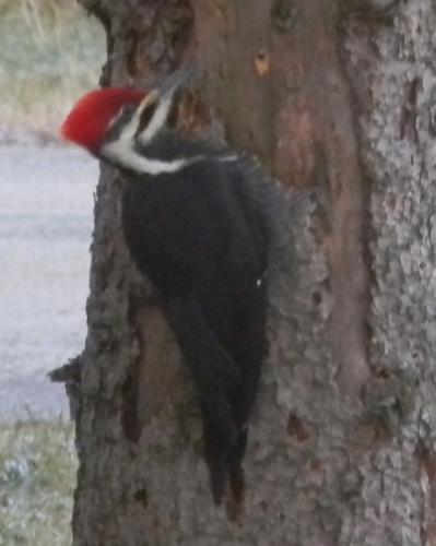 Male Pileated.
