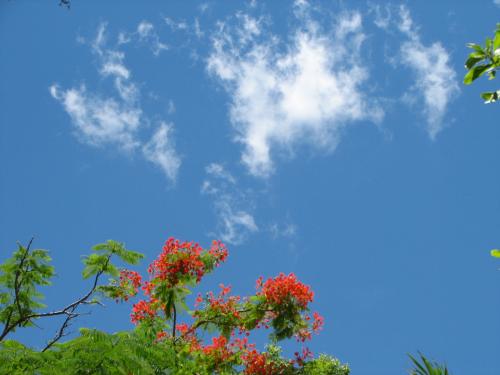Summer sky and Poinciana blooms