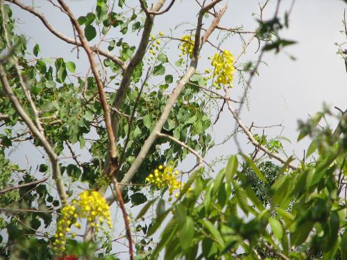 First blooms on the Cassia fistula