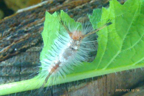 Fuzzy caterpillar 1