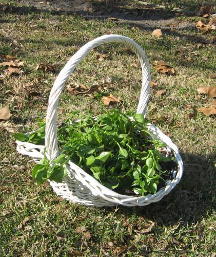 Basket with Ice Plant