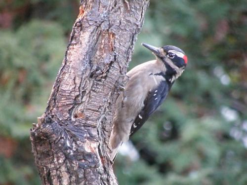 Hairy woodpecker male.
