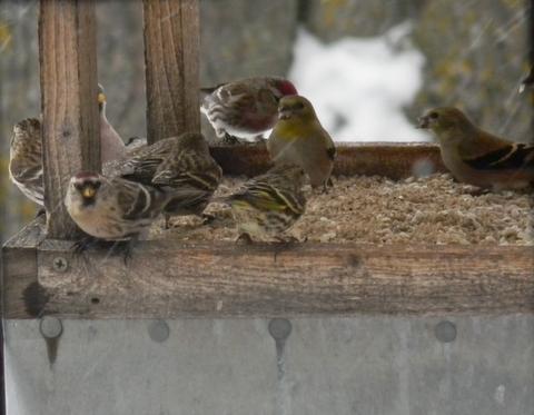 Red Poll, Pine Siskins, and Gold finches.