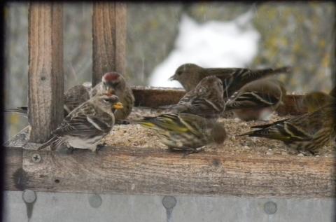 Red Poll and Pine Siskins