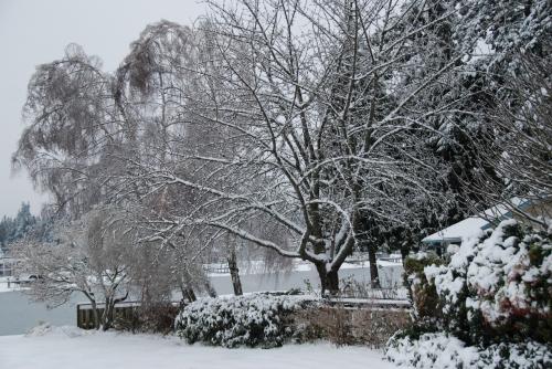 Backyard in ice/snowstorm