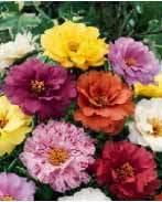 Double Moss Rose