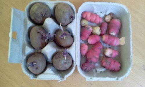 Chitting oca and potatoes