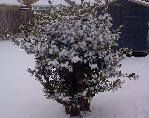 Bay tree in snow