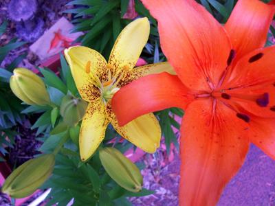 Yellow Lily hiding under Orange Lily