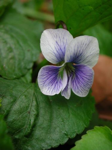 viola bloom