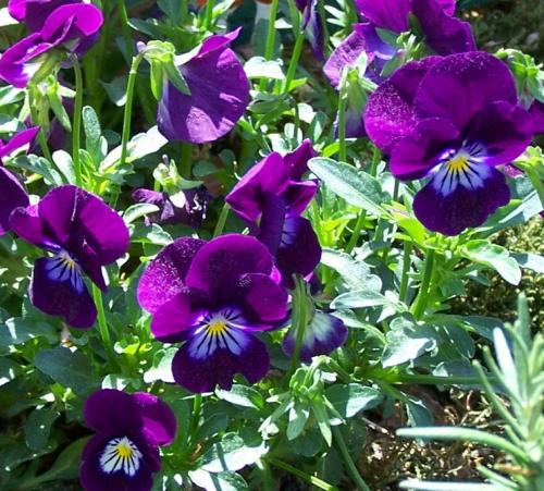 These violas are all growing in Gnome Town