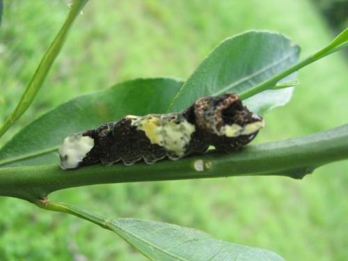 Giant Swallowtail caterpillar on Mandarin