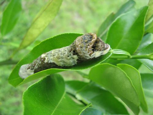 giant Swallowtail caterpillar on Mandarin