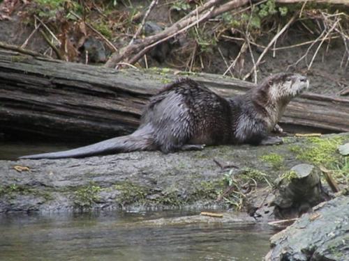 river otter.