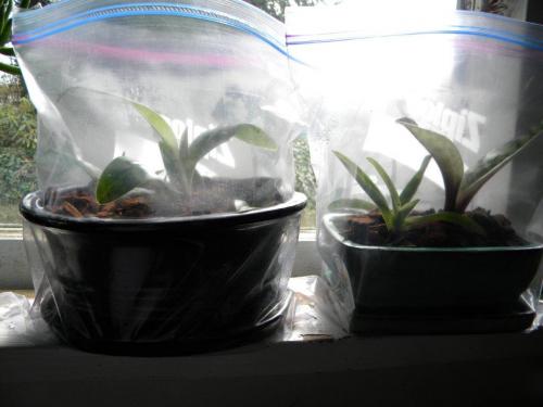 mini terrariums for lady slippers until they get their feet planted
