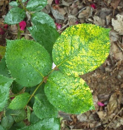 Spots? on rose leaves