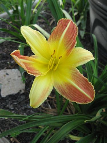 Day Lily - Apricot Sparkle