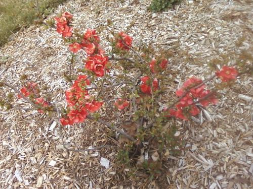 Texas Scarlet Flowering Quince Chaenomeles speciosa 'Texas Scarlet'