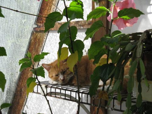 Miss Kitty on favorite spot in greenhouse.