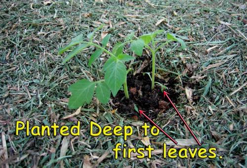 Plant them deep!!