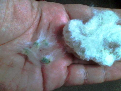 Cotton and cotton seeds.