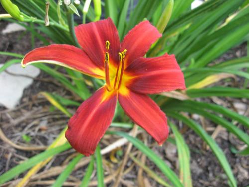 Day Lily Red Rum