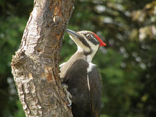 Pileated Woodpecker, female.