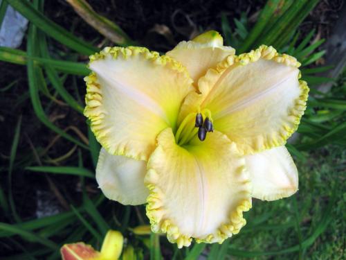 Daylily - Pearl Harbor
