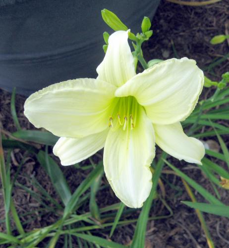 Day Lily - Ice Carnival