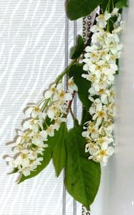 White flowers pleasant scent