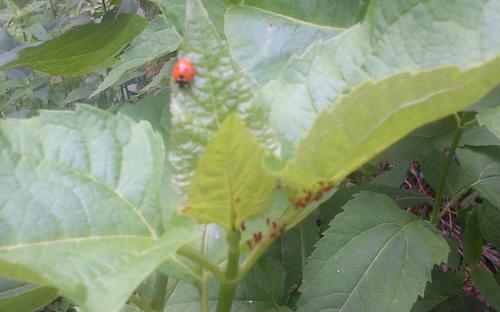 Nature's Aphid Managment System (Ladybugs)