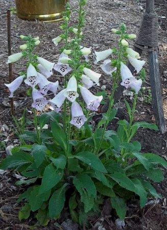 First Foxglove I have ever had that bloomed