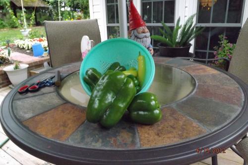 Biggest pepper I ever grew.