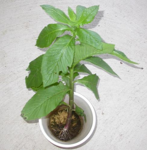 mystery weed photo 1