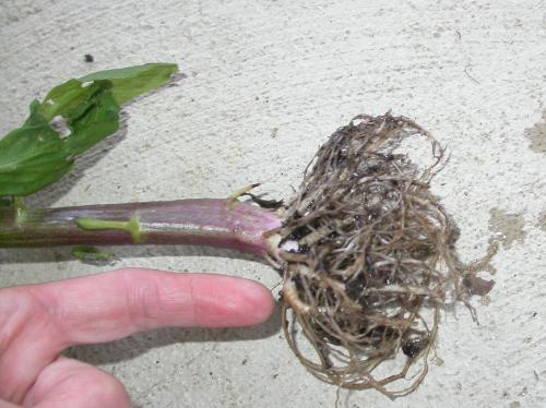 mystery weed stem & roots